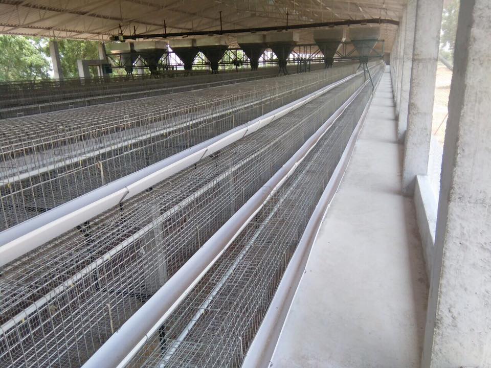 Poultry Slats