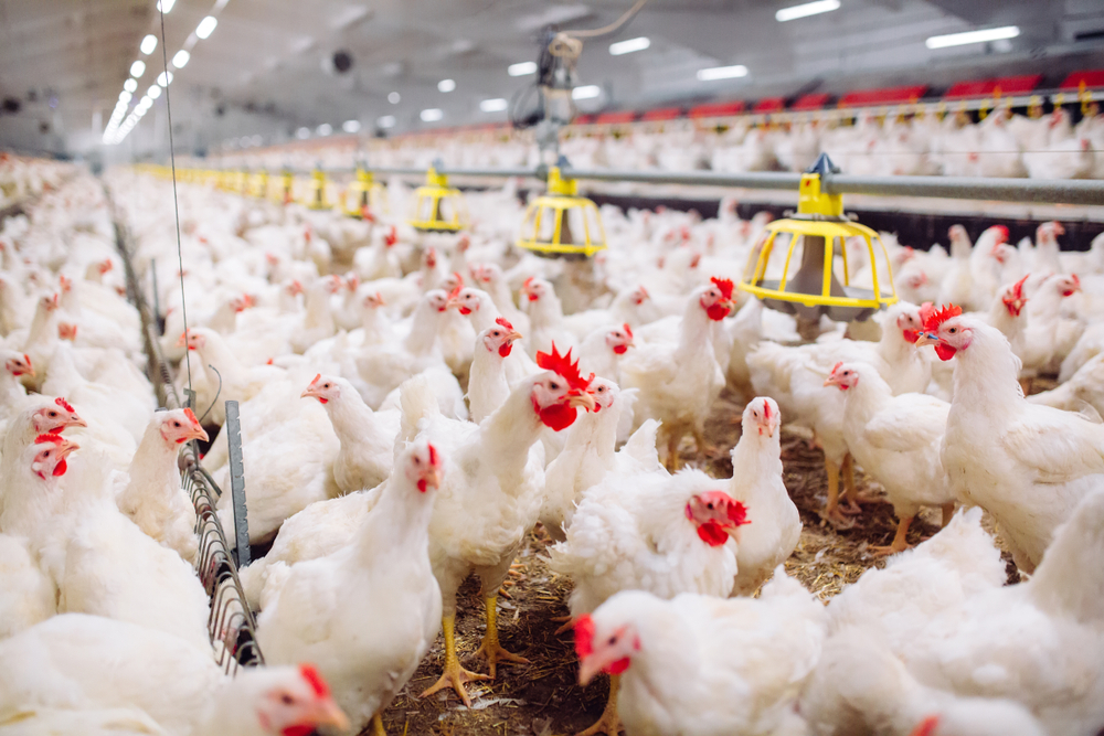 poultry