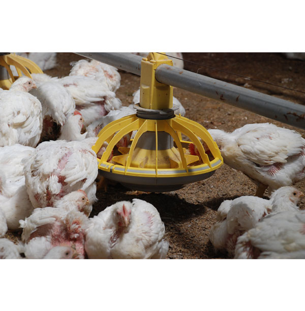 Automatic Feeding System