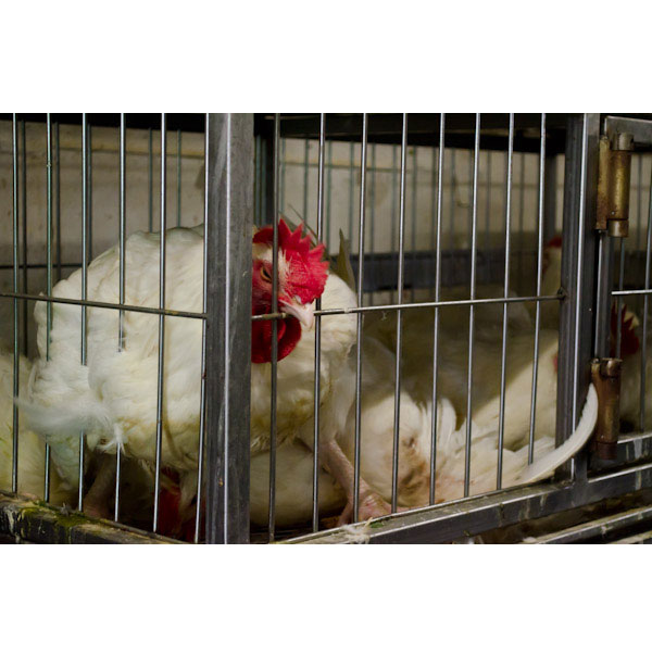Poultry Cages