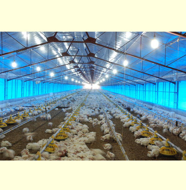 Poultry Equipments supplier and manufacturer