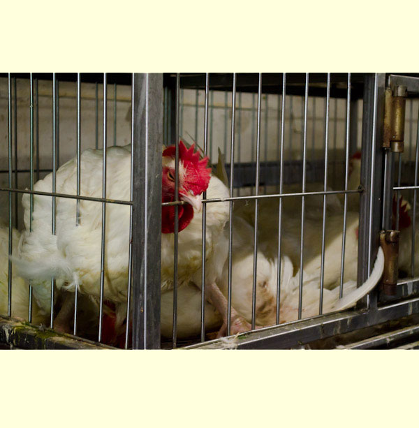 Poultry Cages Supplier